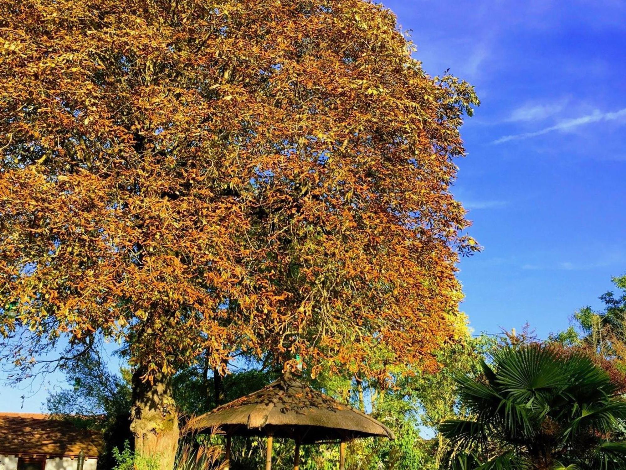 Charme Au Coeur Des Chateaux De La Loire Avec Wifi - Fr-1-590-305 Bed & Breakfast Tavers Eksteriør bilde